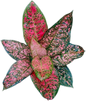 Aglaonema “Siam Ruby” – Set of 5 Plants