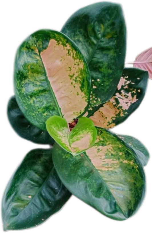 Aglaonema “Starbucks” | Set of 5 Plants