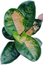 Aglaonema “Starbucks” | Set of 5 Plants
