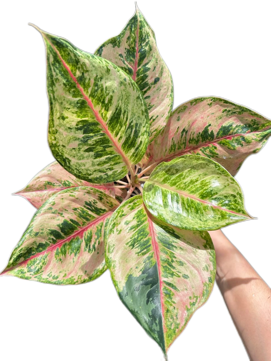 Aglaonema “Godzilla” – Set of 10 Plants