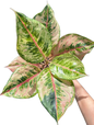 Aglaonema “Godzilla” – Set of 10 Plants