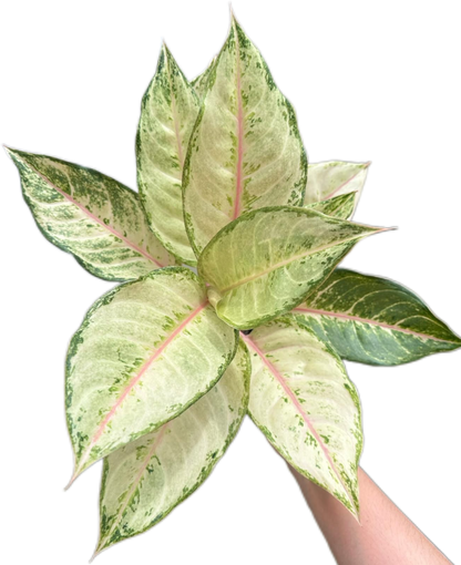 Aglaonema “Frozen” Wholesale Set of 10 Plants