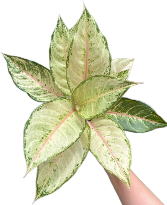 Aglaonema “Frozen” Wholesale Set of 10 Plants