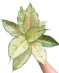 Aglaonema “Frozen” Wholesale Set of 10 Plants