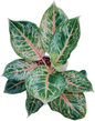 Aglaonema “Pink Tiger”