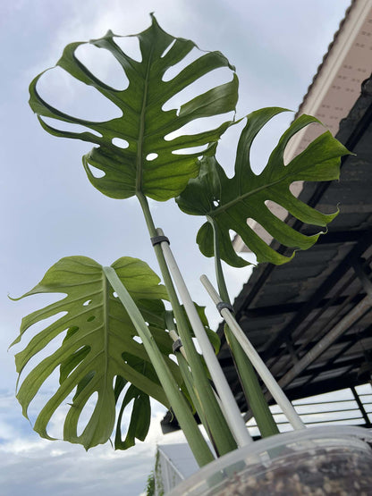 Monstera Deliciosa “Jade Goblin (Octopus)” – (Actual Plant) Big Size