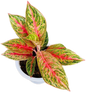 Aglaonema “Thong Mongkol” – Set of 10 Plants