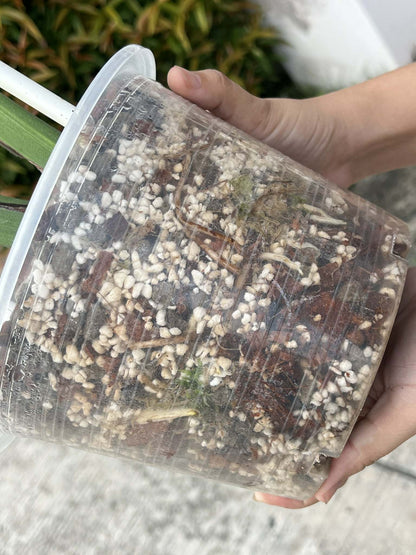 Monstera Deliciosa “Jade Goblin (Octopus)” – (Actual Plant) Big Size