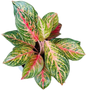 Aglaonema “Miss Thailand” – Set of 10 Plants