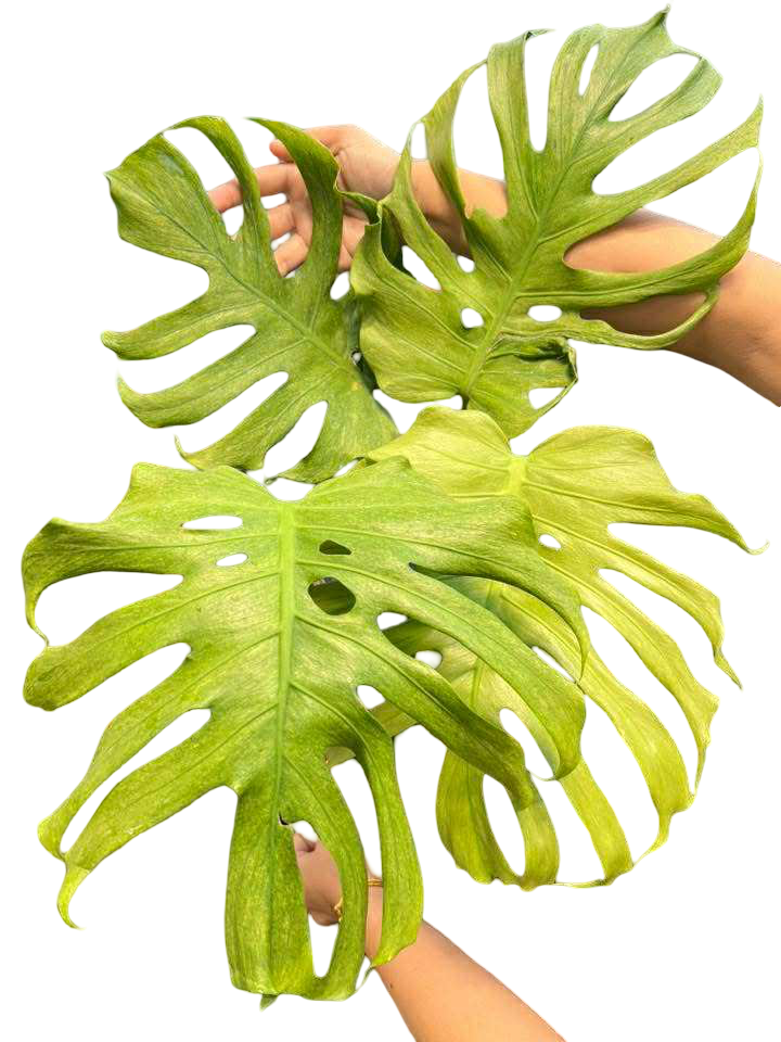 Monstera Deliciosa “Jade Goblin (Octopus)” – (Actual Plant) Big Size