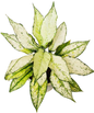 Aglaonema “Siam Paragon” – Set of 10 Plants