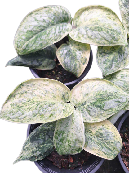 Scindapsus Tembaga – Set of 3 Plants