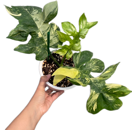 Rare Philodendron Distantilobum Variegated