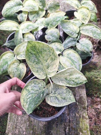 Scindapsus Tembaga – Set of 3 Plants