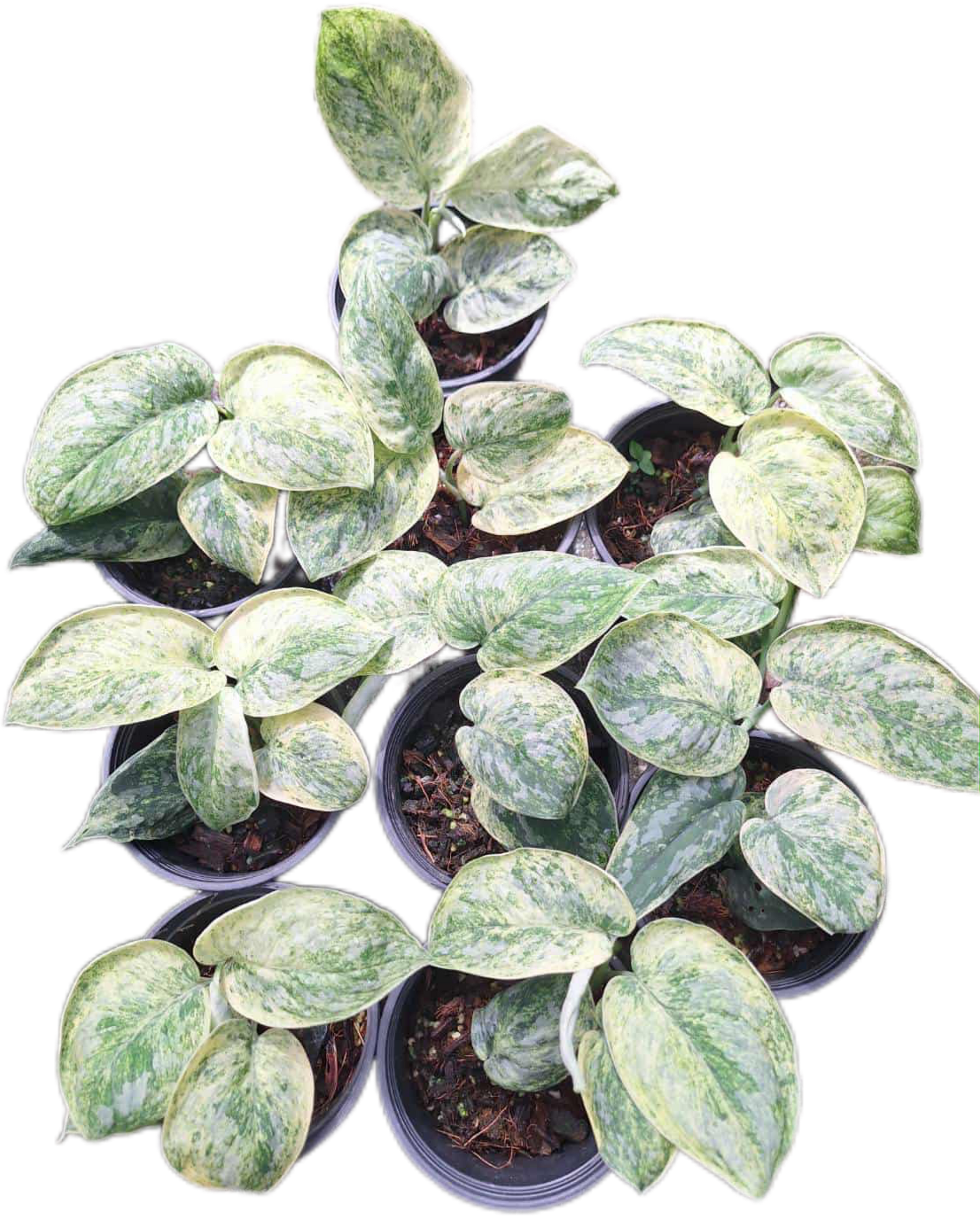 Buy Scindapsus Rubicon Aurea – Set of 3 | Thailand Export