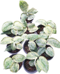 Scindapsus Tembaga – Set of 3 Plants