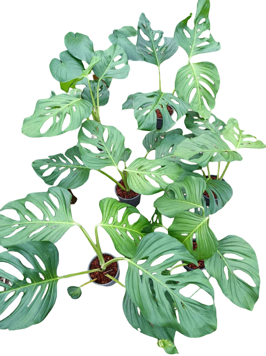 Monstera Adansonii ssp. Branchetii