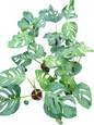 Monstera Adansonii ssp. Branchetii