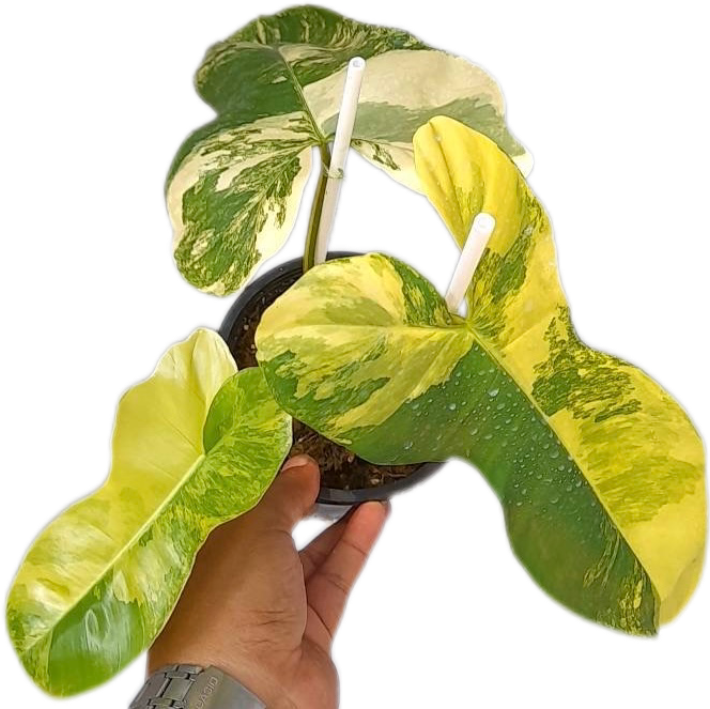 Philodendron Florida Beauty x Paraiso Verde Hybrid Variegated