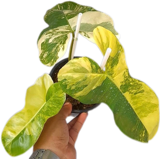 Philodendron Florida Beauty x Paraiso Verde Hybrid Variegated