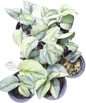 Scindapsus Yupa Variegated