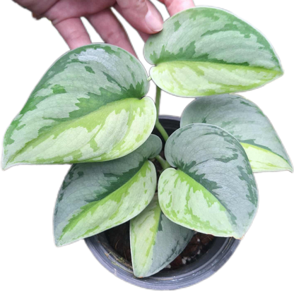 Buy Scindapsus Rubicon Aurea – Set of 3 | Thailand Export Buy Scindapsus Rubicon Aurea – Set of 3 | Thailand Export
