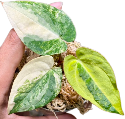 Anthurium Papillilaminum Variegated