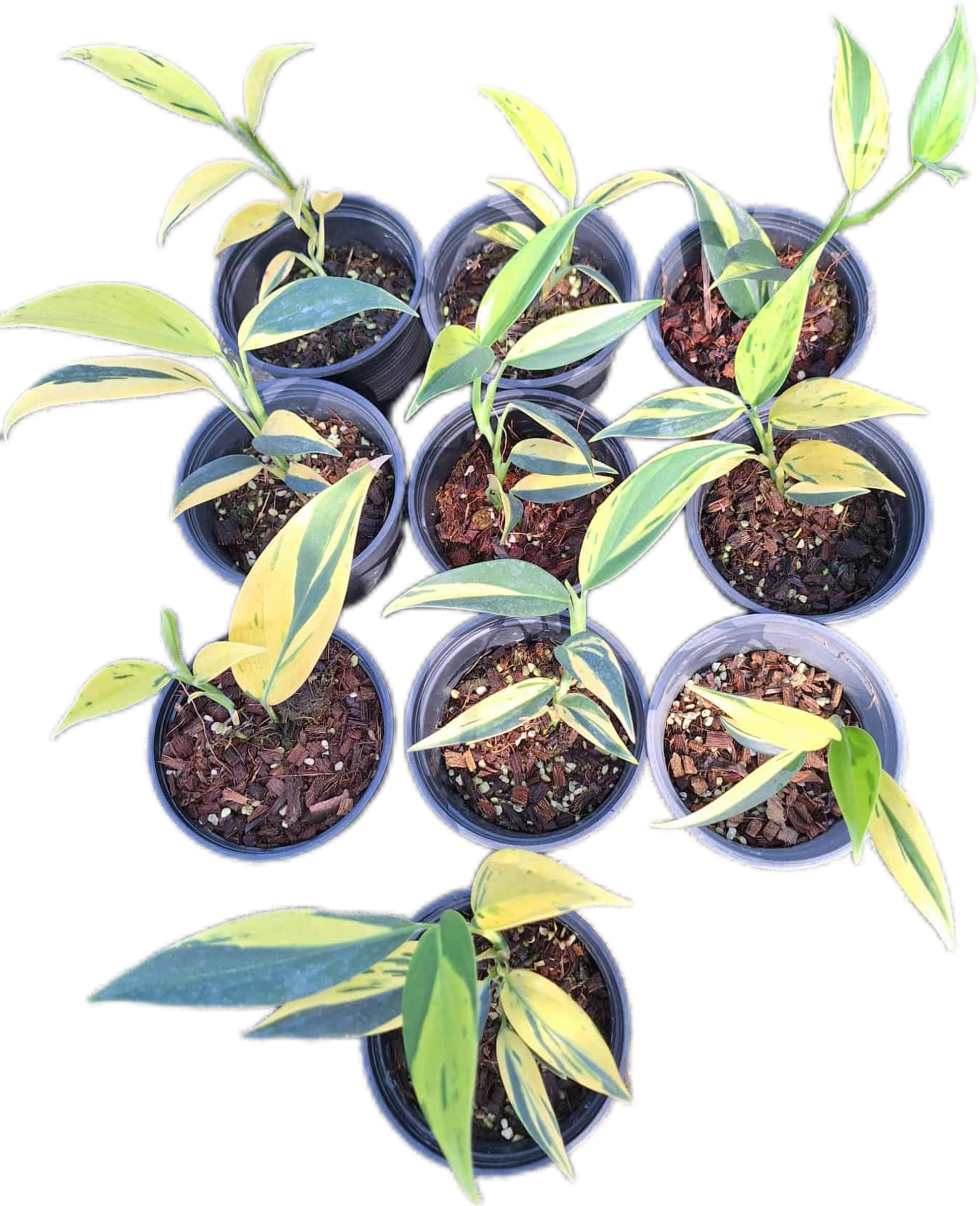 Scindapsus Coriaceus Variegated – Set of 3 Plants