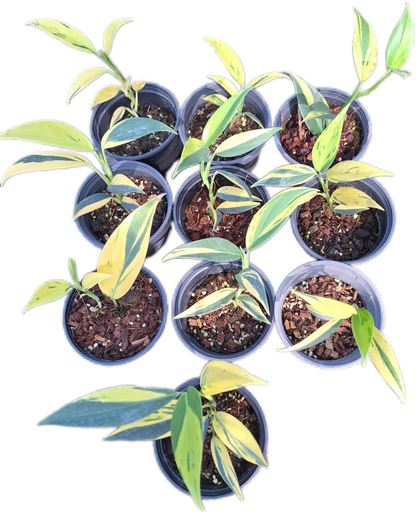 Scindapsus Coriaceus Variegated – Set of 3 Plants