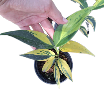 Scindapsus Coriaceus Variegated – Set of 3 Plants