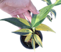 Scindapsus Coriaceus Variegated – Set of 3 Plants