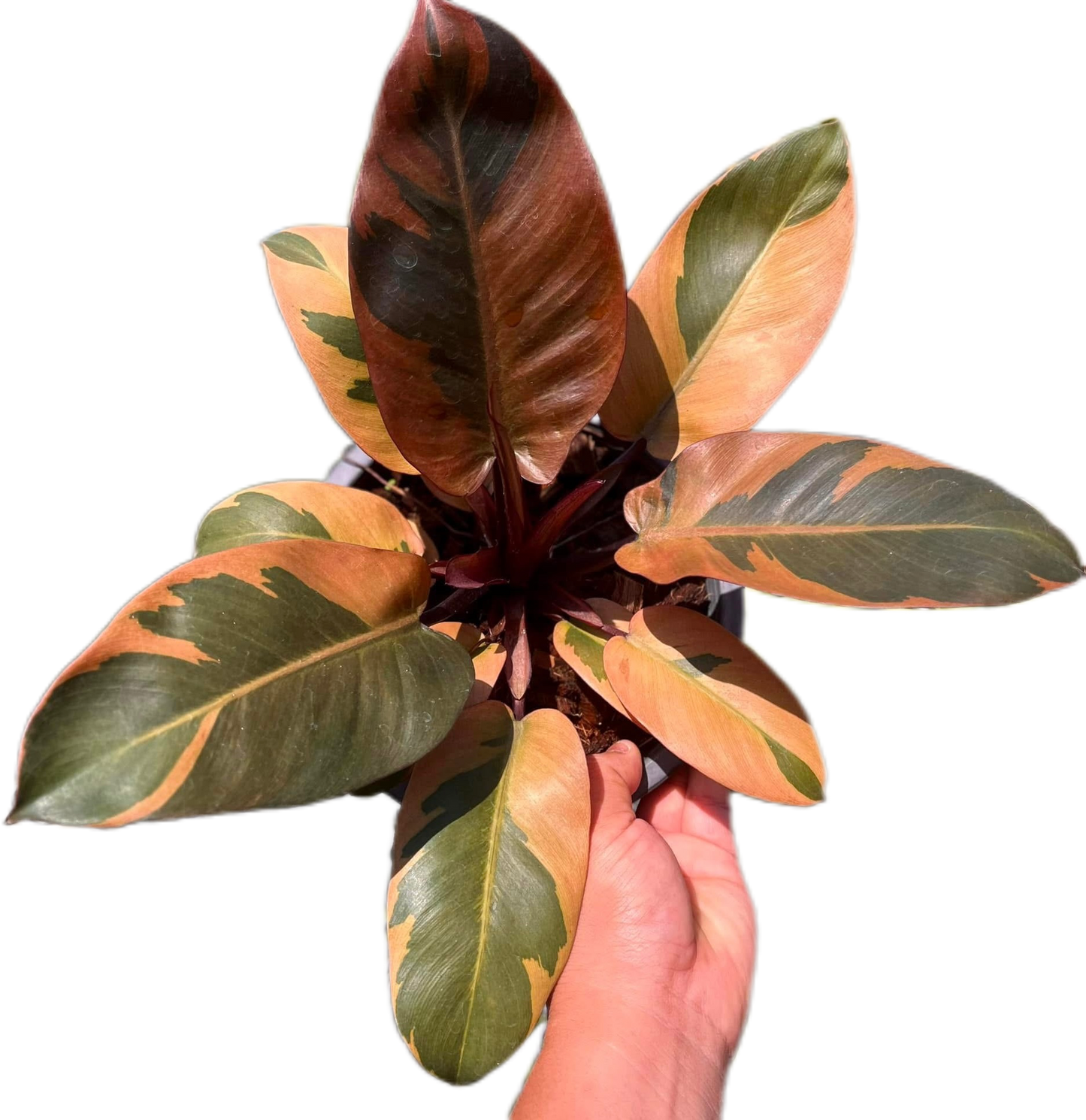 Philodendron Black Cardinal Variegated (no. 2)