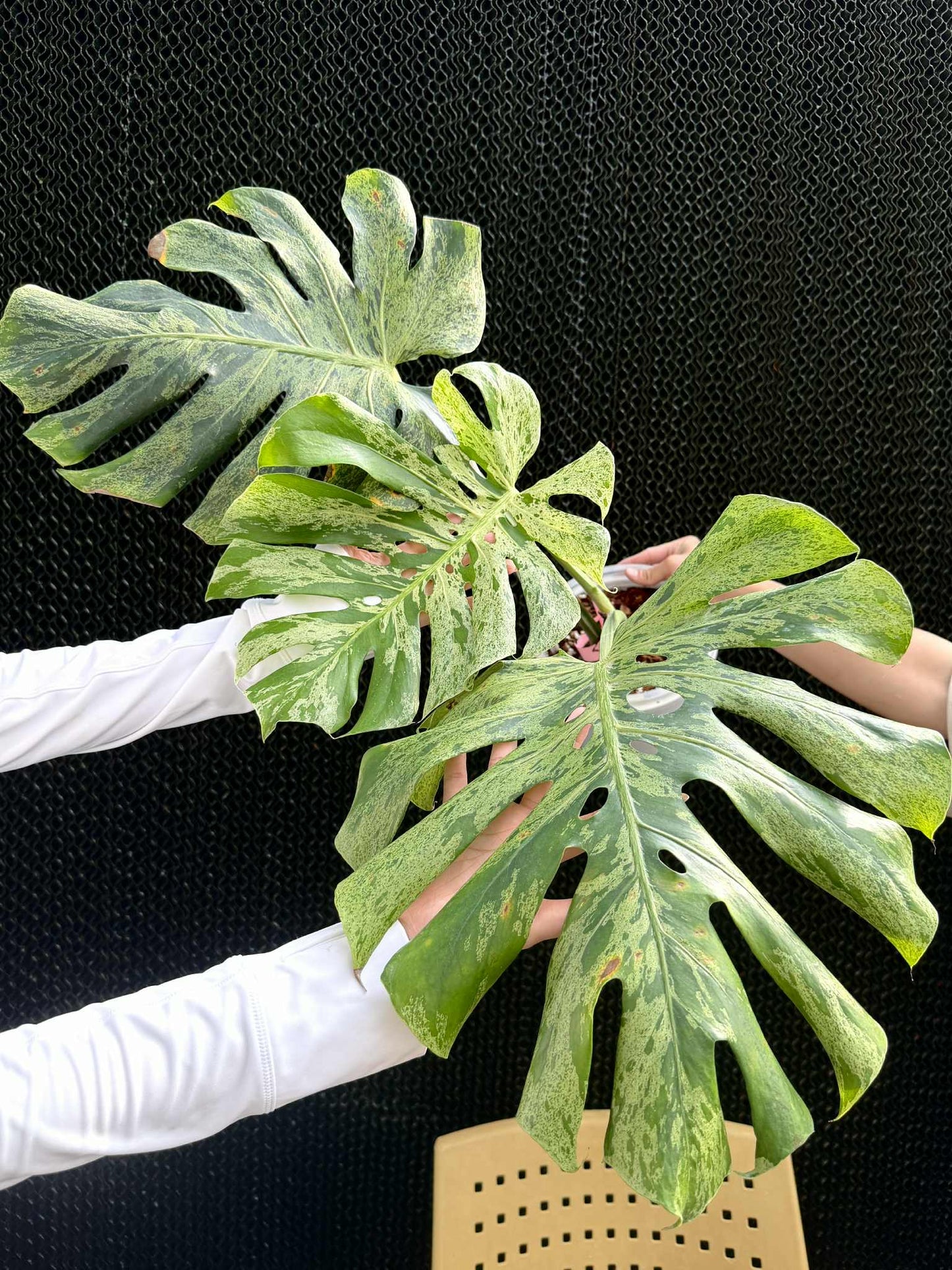 Monstera Deliciosa “Bulbasaur” Variegation – (Actual Plant)