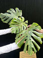 Monstera Deliciosa “Bulbasaur” Variegation – (Actual Plant)