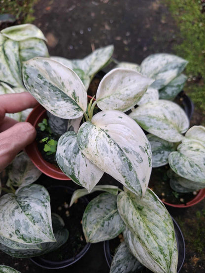 Scindapsus Peasun Variegated