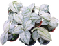 Scindapsus Peasun Variegated