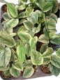 Scindapsus Silver Knight Variegated