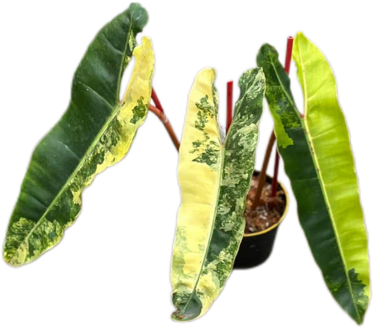 Philodendron Billiteae Variegated 3-4 Leaves