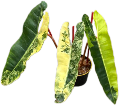 Philodendron Billiteae Variegated 3-4 Leaves