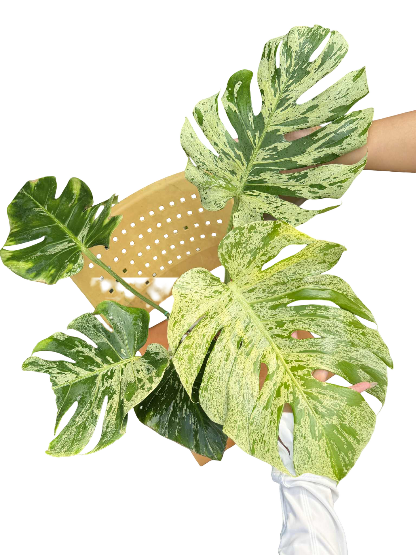 Monstera Deliciosa “Bulbasaur” Variegation – (Actual Plant)
