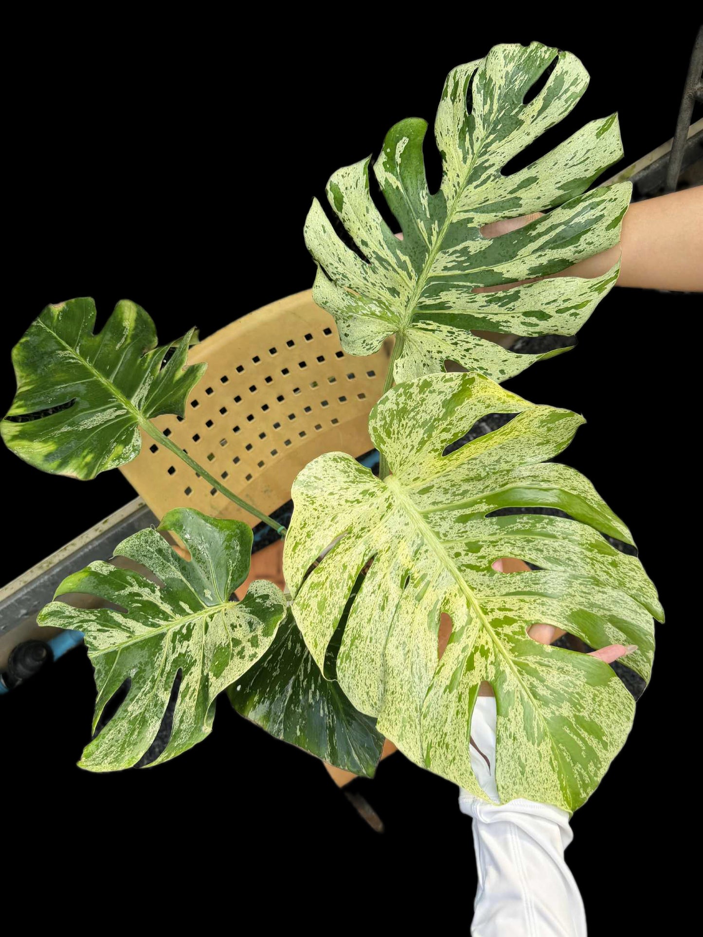 Monstera Deliciosa “Bulbasaur” Variegation – (Actual Plant)