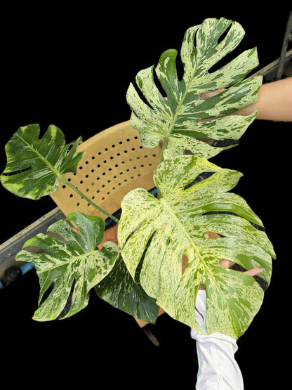 Monstera Deliciosa “Bulbasaur” Variegation – (Actual Plant)