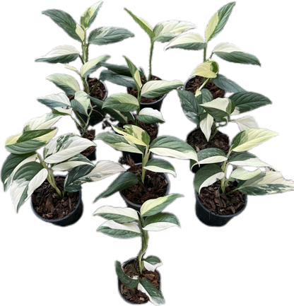 Monstera Acacoyaguensis Variegated – Set of 5 Rare Plants