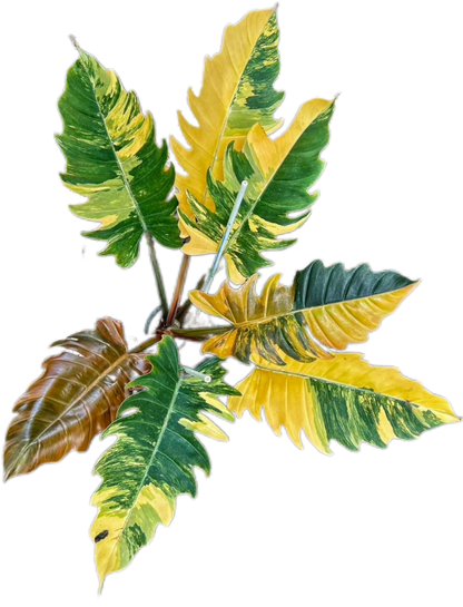 Philodendron Caramel Marble Variegated