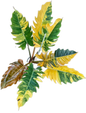Philodendron Caramel Marble Variegated