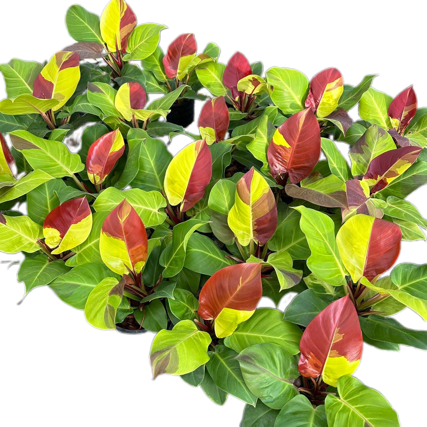 Philodendron Yellow Frame Red Moon