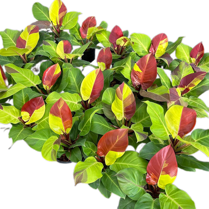 Philodendron Yellow Frame Red Moon