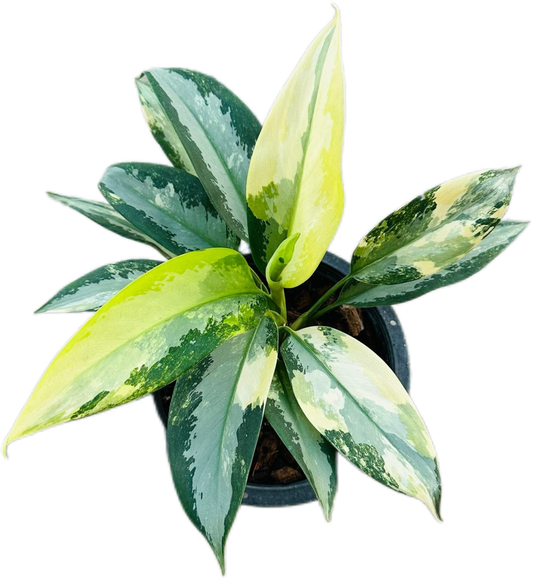 Aglaonema Suvarnabhumi Variegated