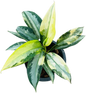 Aglaonema Suvarnabhumi Variegated