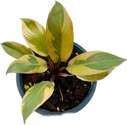 Philodendron Black Cardinal Variegated